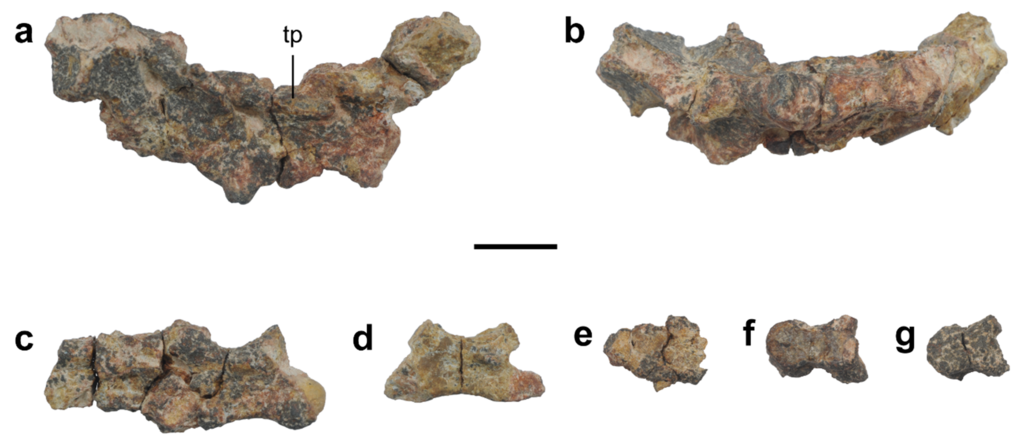 Mononykus MPC-D 100 206 vertebrae & pedal elements.