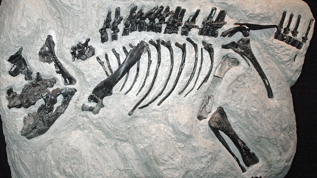Montanoceratops cerorhynchus (Brown & Schlaikjer, 1942) - fossil ceratopsian dinosaur skeleton from the Cretaceous of Montana, USA. (MOR 542, Museum of the Rockies, Bozeman, Montana, USA)