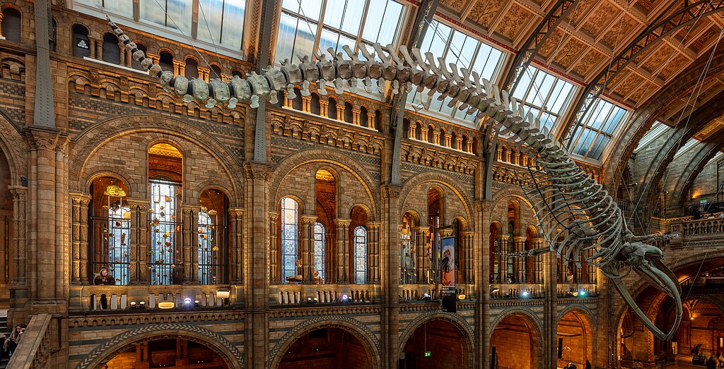 A large blue whale skeleton suspended in a grand hall with arched stone architecture and intricate stained glass windows, creating a majestic atmosphere.