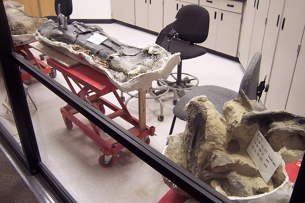 Fossil preparation room visible to visitors at the Museum of the Rockies, Bozeman, Montana.