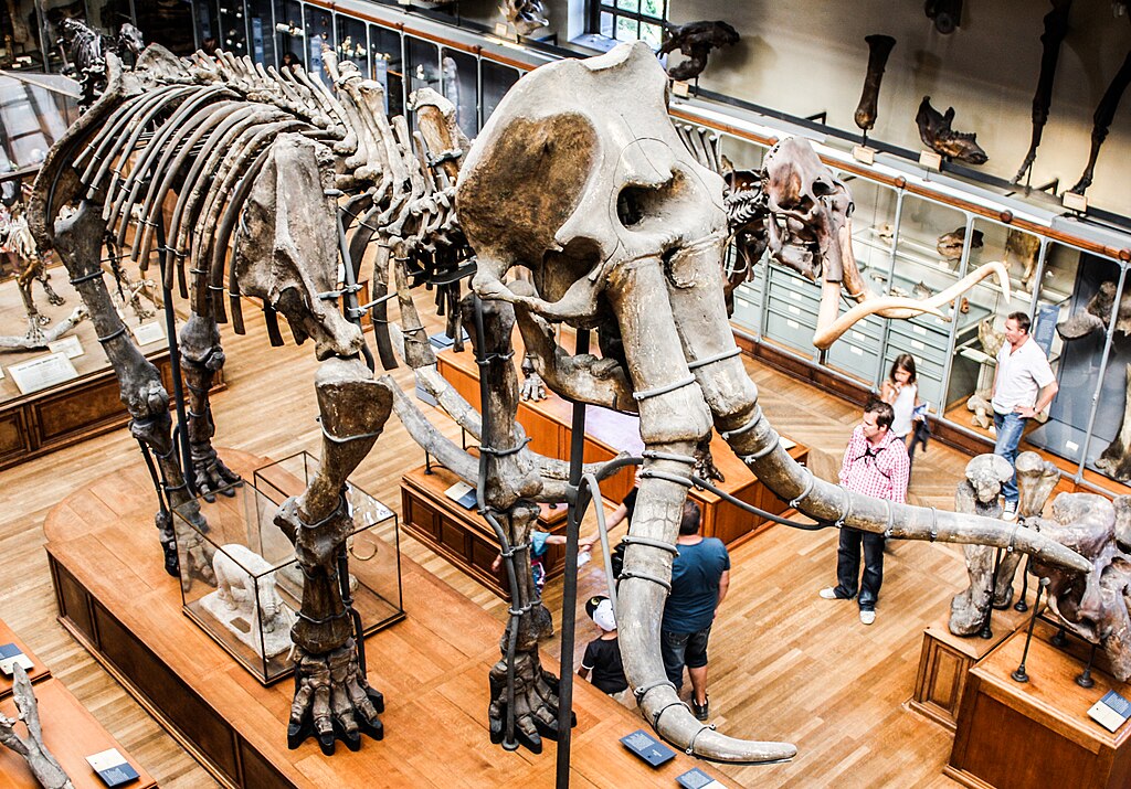 Museum of Natural History Mammuthus meridionalis