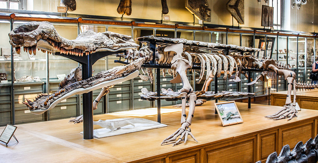 Museum of Natural History Sarcosuchus