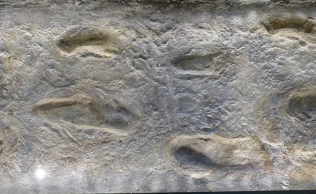 Natural History Museum, Vienna ( Austria ). Casts of the Laetoli footprints.