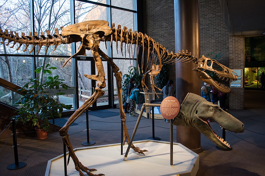 Dinosaur skeleton exhibit in a museum, depicting a large, carnivorous dinosaur with sharp teeth. The atmosphere is educational and engaging.