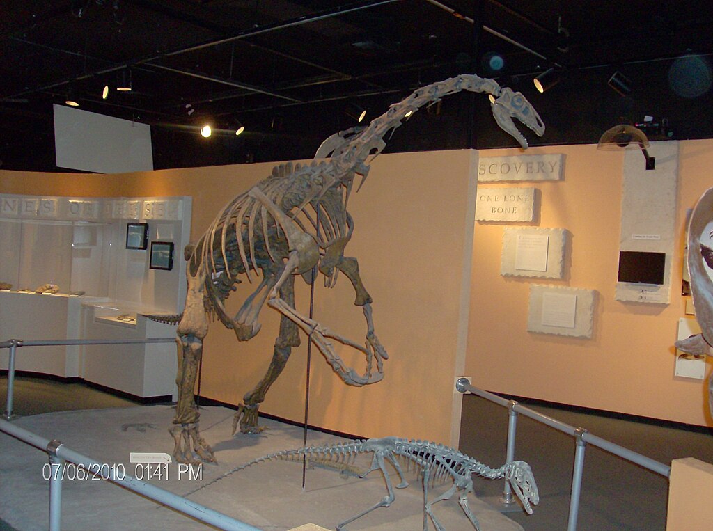 Nothronychus from the AZMNH