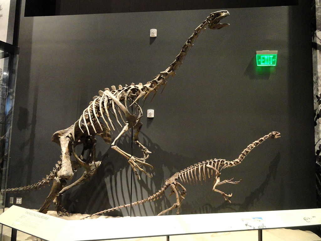 Nothronychus graffami and Falcarius utahensis - Natural History Museum of Utah