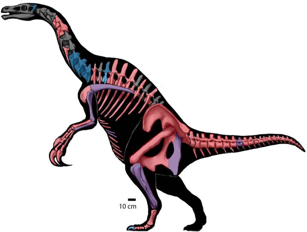 Nothronychus