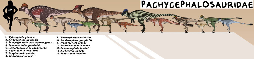 Size chart depicting most of the recognized genera of Pachycephalosauridae.