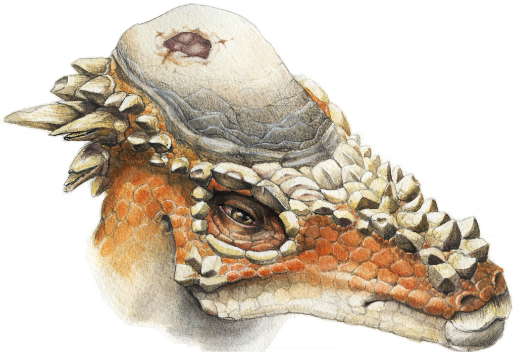 Pachycephalosaurus