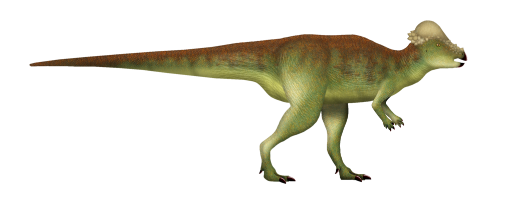 Pachycephalosaurus