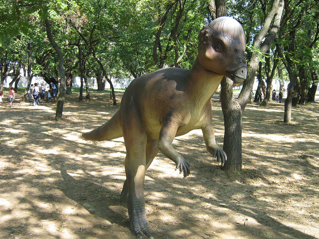 Pachycephalosaurus model