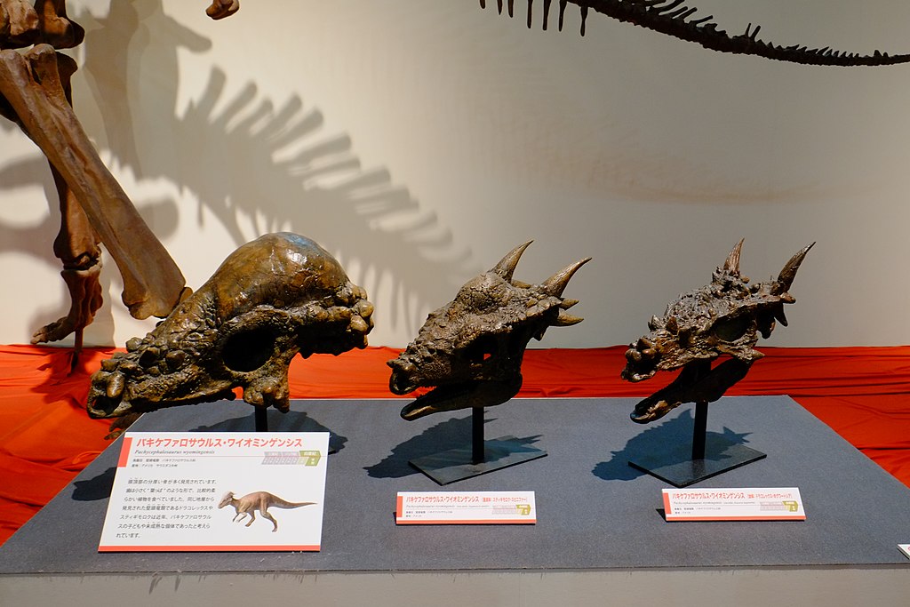 Pachycephalosaurus skulls