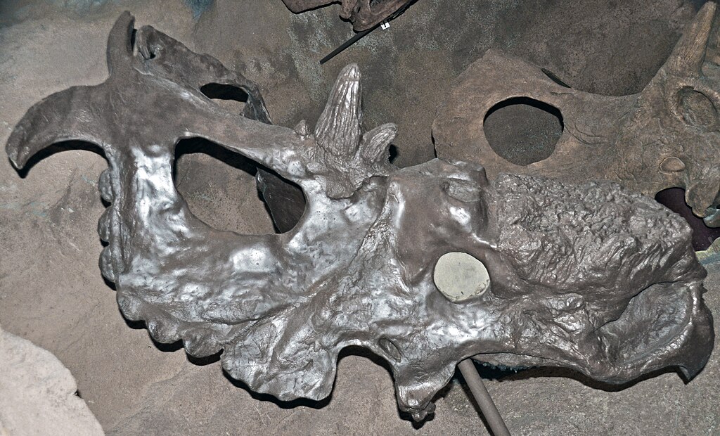 Pachyrhinosaurus lakustai skull