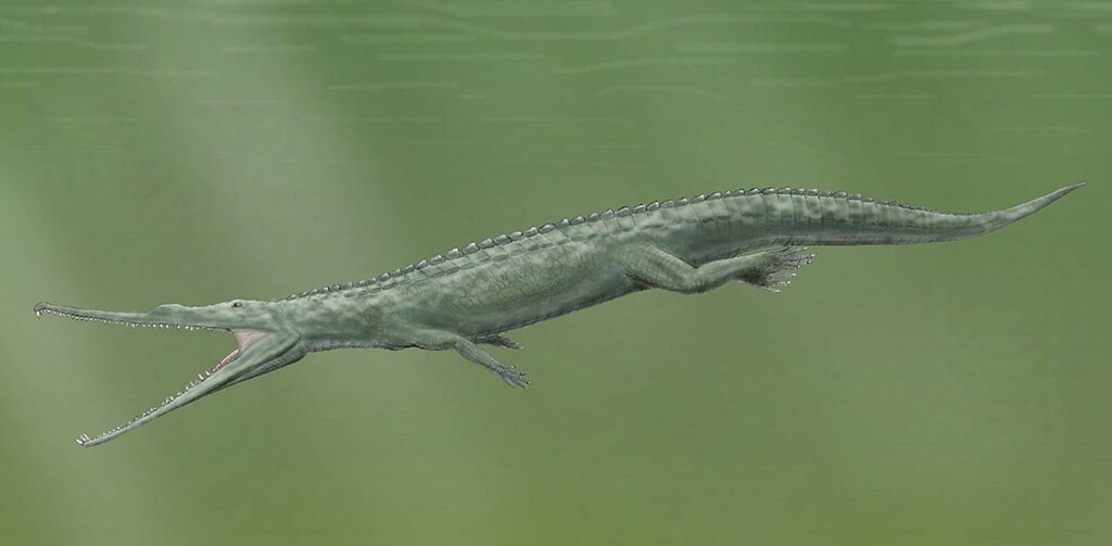 
Paleorhinus (Greek: "Old Nose") is an extinct genus of widespread basal phytosaur known from the Late Triassic (late Carnian stage). 
