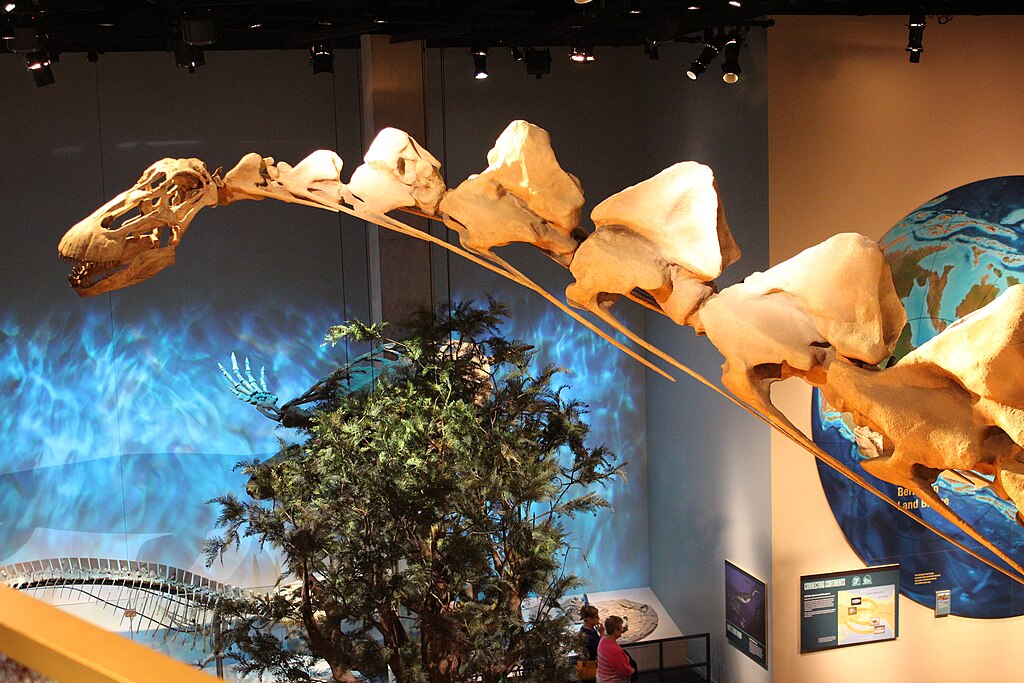 Perot Museum Alamosaurus neck
