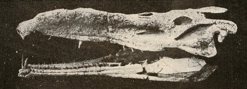Phytosauria skull