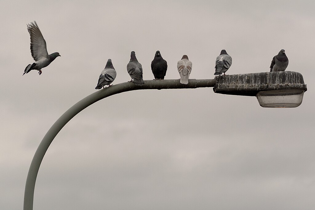 Pigeons on the street lamp