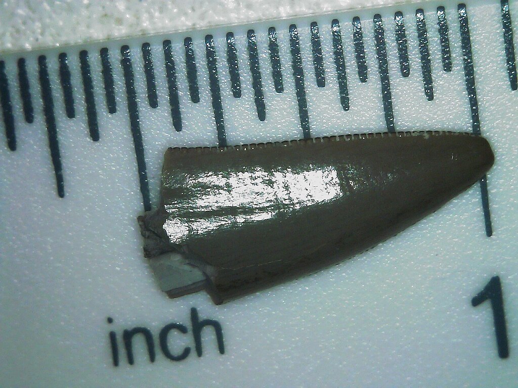 Postosuchus tooth from Arizona
