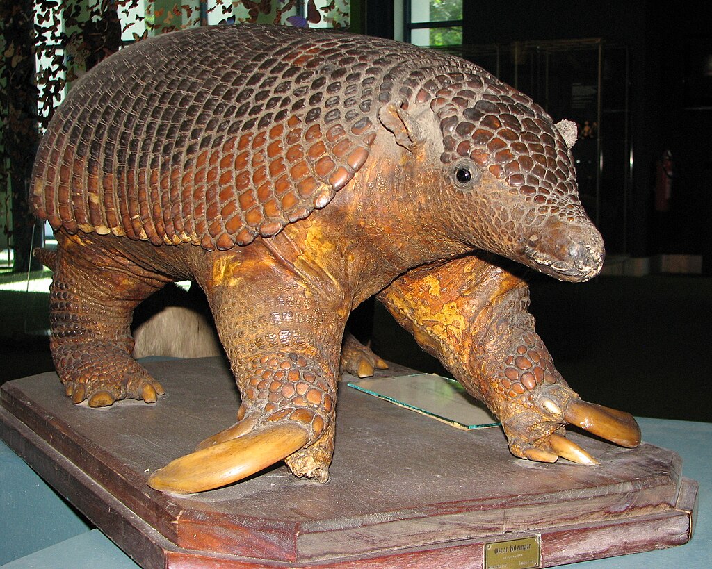 A life-sized model of a Glyptodon, an extinct armored mammal, on display. It has a textured shell and large claws, conveying a prehistoric feel.
