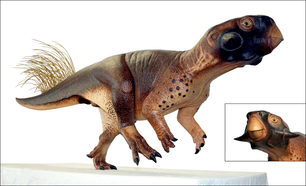 Psittacosaurus model