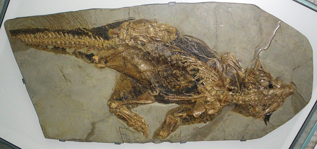 Fossil of Psittacosaurus, an extinct ceratopsian- Took the photo at Senckenberg Museum of Frankfurt