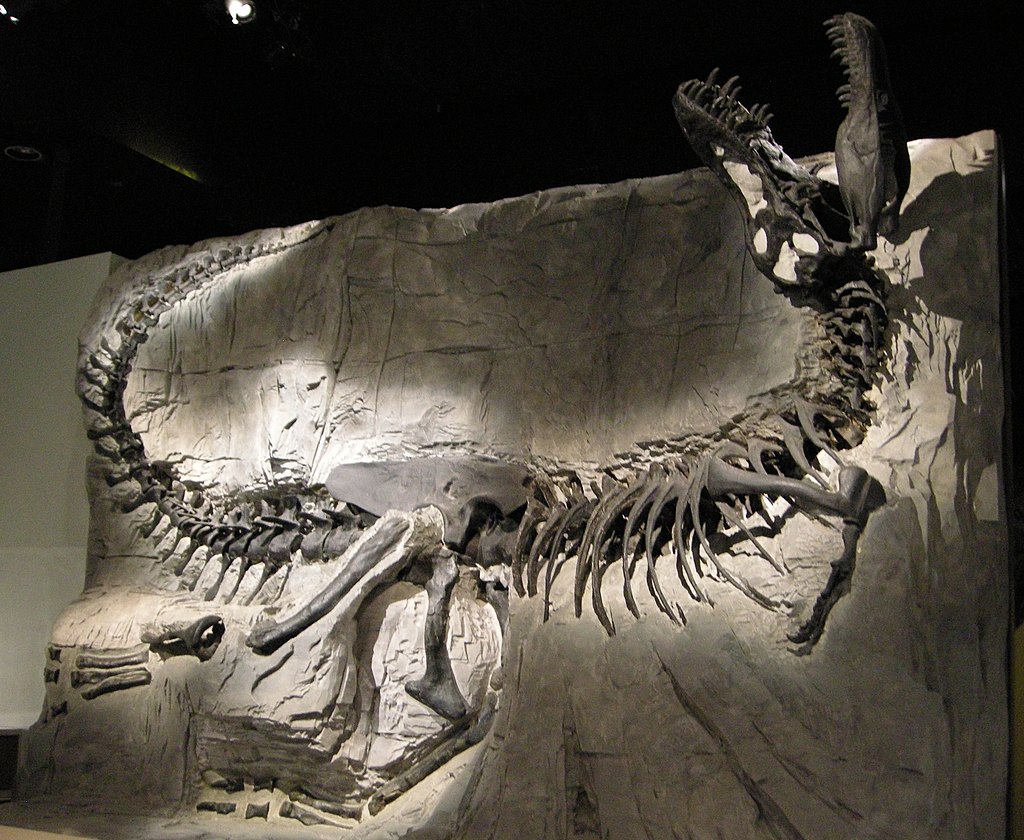 Royal Tyrrell Black Beauty