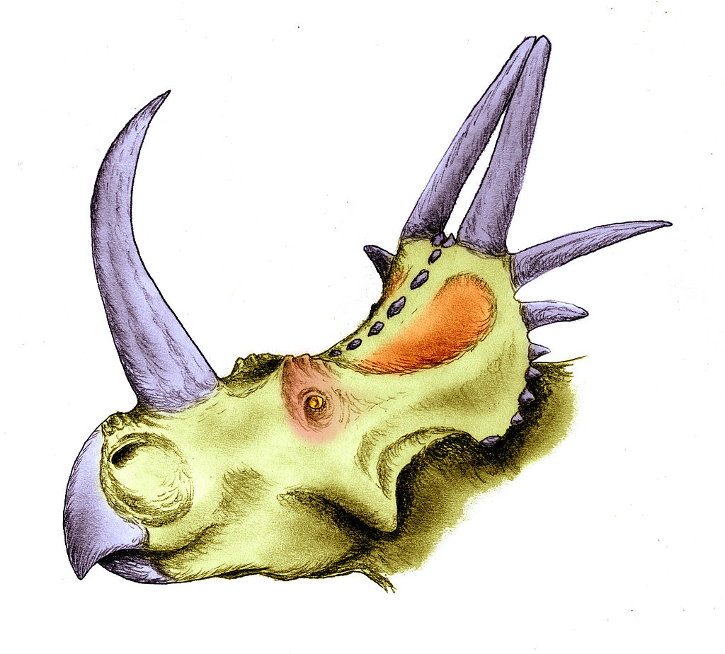 Rubeosaurus