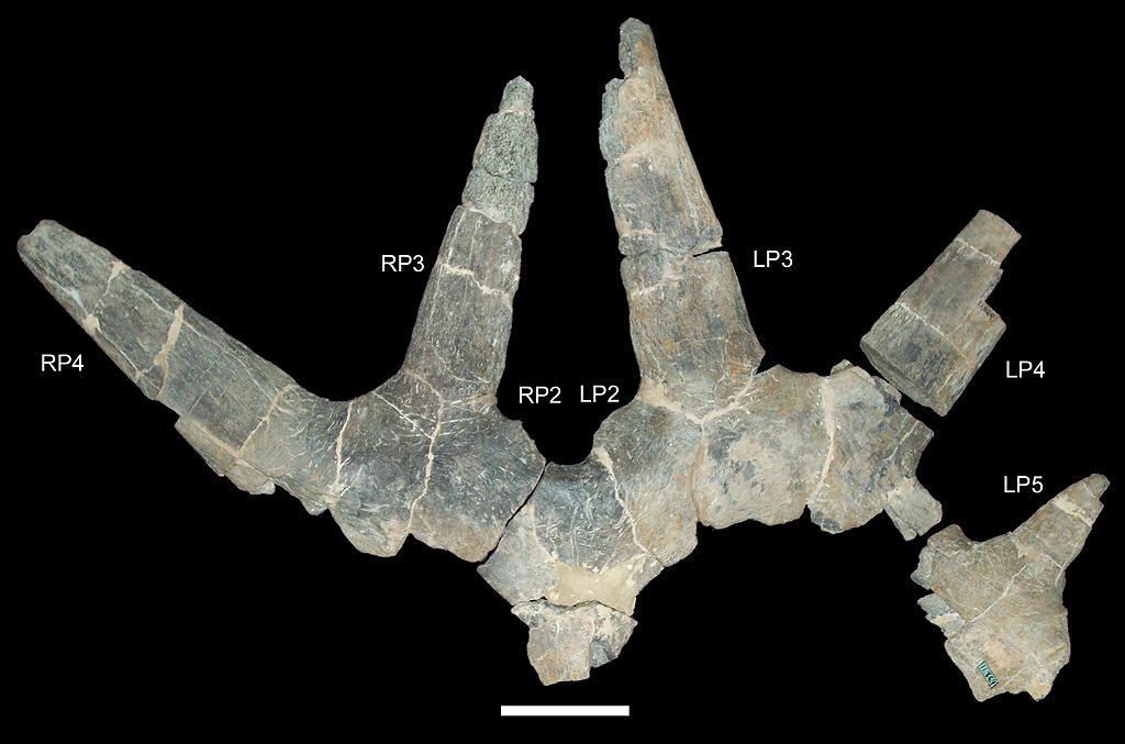 USNM 11869, holotype of Rubeosaurus ovatus.