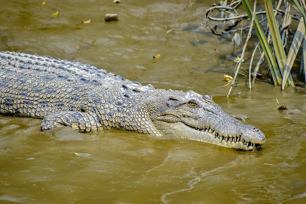 Saltwater Crocodiles of Sundarbans