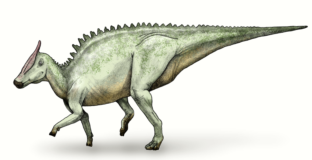 Saurolophus, a hadrosaurid ornithischian dinosaur of the late creataceous of North America and Asia.