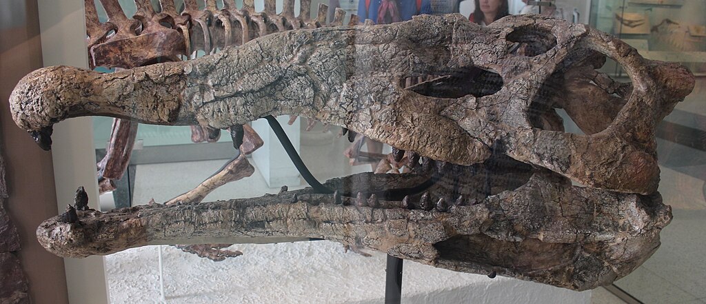 Smilosuchus gregorii skull (AMNH 3060) on display at the American Museum of Natural History.