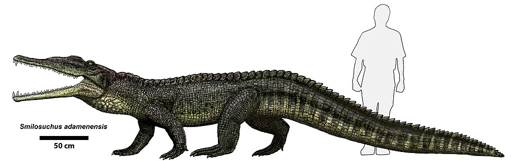 Smilosuchus adamanensis