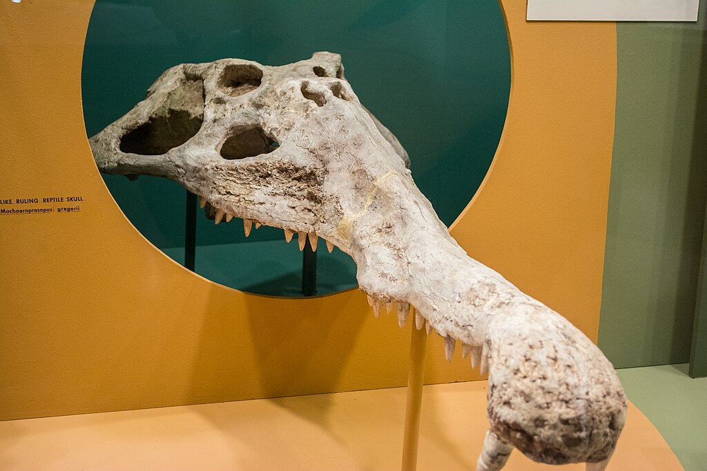Smilosuchus gregorii - Cleveland Museum of Natural History