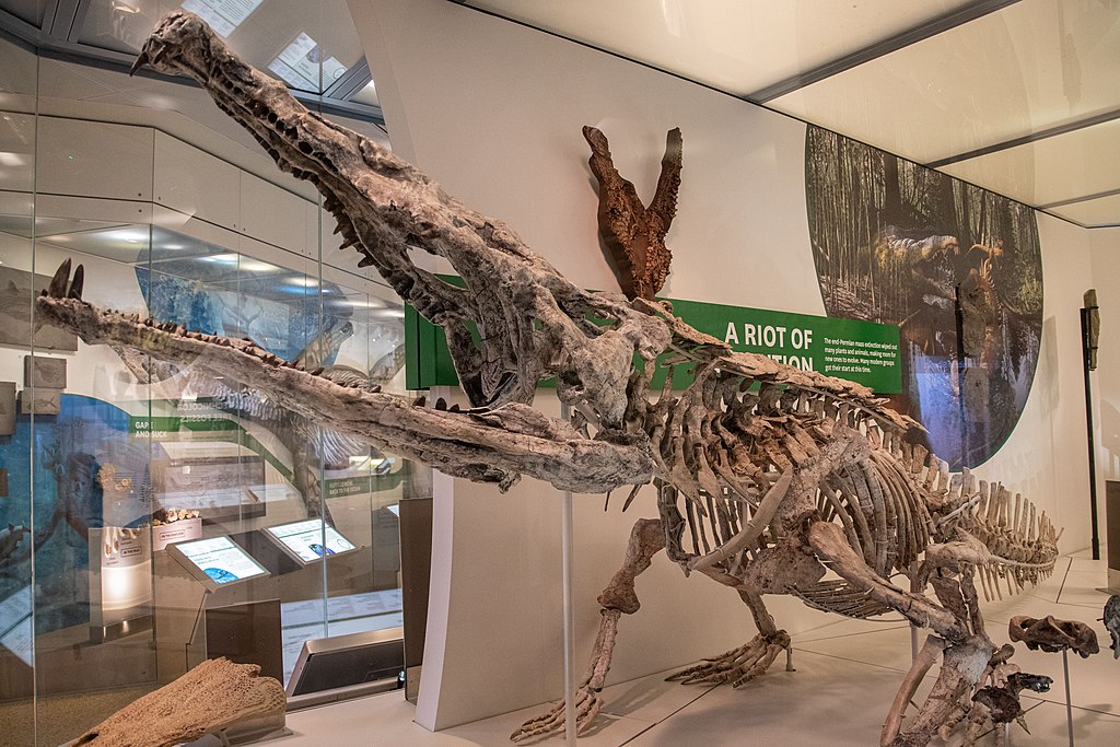 Smilosuchus gregorii in Smithsonian Museum