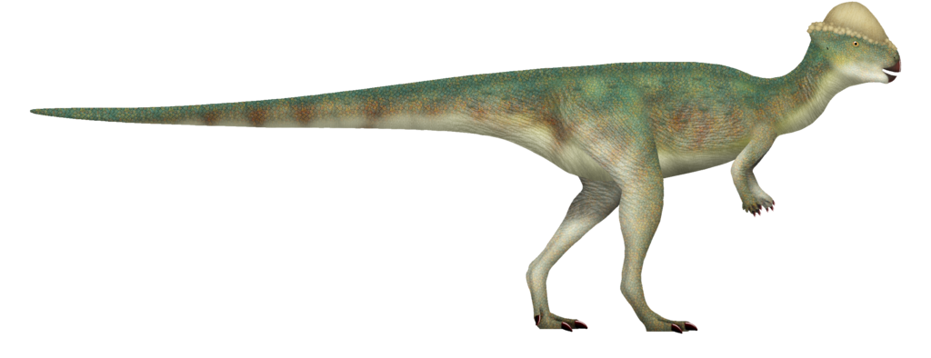 Stegoceras novomexicanum is a pachycephalosaurid dinosaur that lived in what is now North America during the Late Cretaceous period