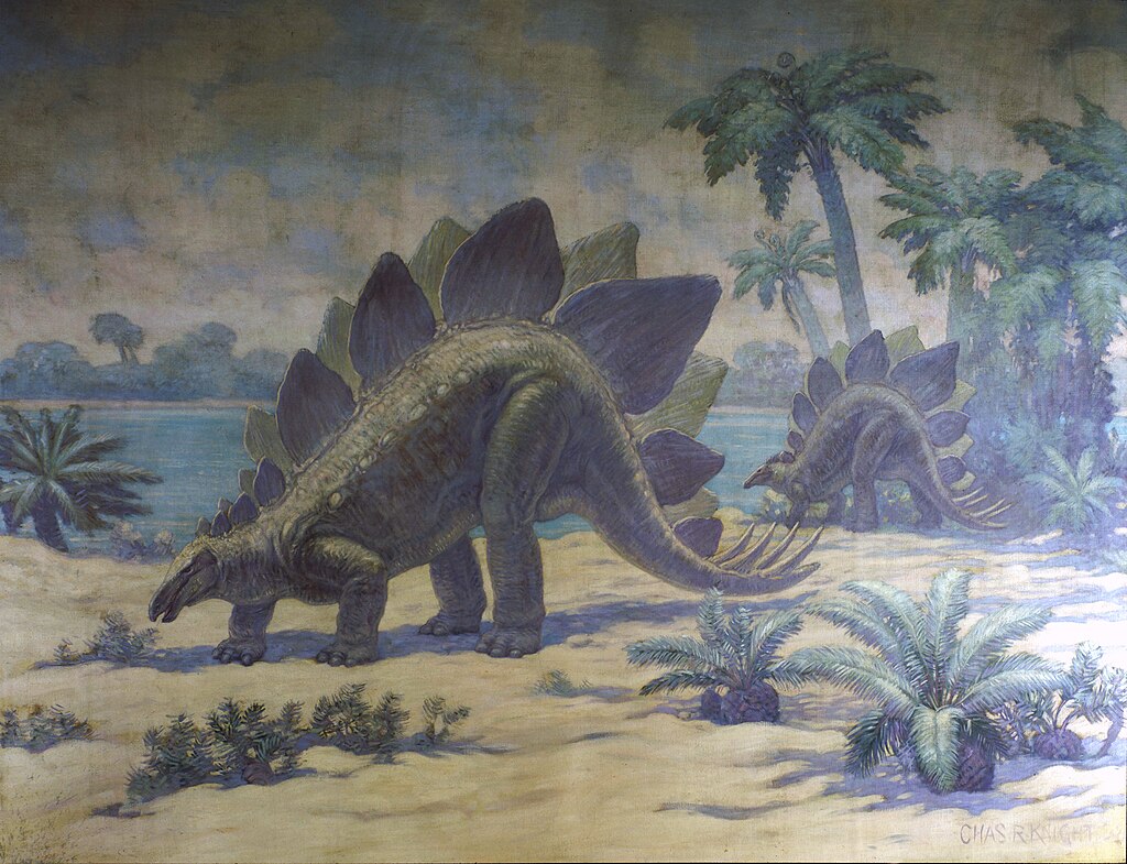 Stegosaurus Jurassic dinosaur had dorsal plates that might have served as heat regulators and a spiked tail that was most likely used for defense against predators. Charles R. Knight painting or mural