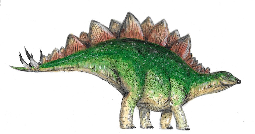 Stegosaurus
