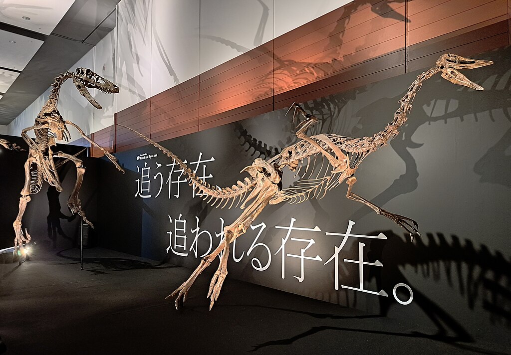 Reconstructed skeletons depicting the scene of a Struthiomimus sp. being chased by a Dakotaraptor steini, on display at DinoScience Dinosaur Science Expo 2024 in NAMBA SkyO, Osaka, Japan.