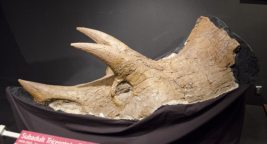 Subadult Triceratops skull - Garfield County Montana - Museum of the Rockies