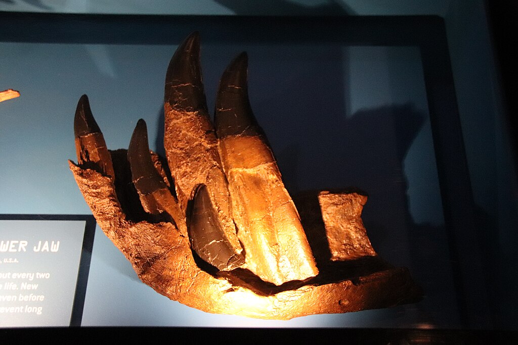 T Rex Special Exhibit- Teeth & Lower Jaw, replacement teeth