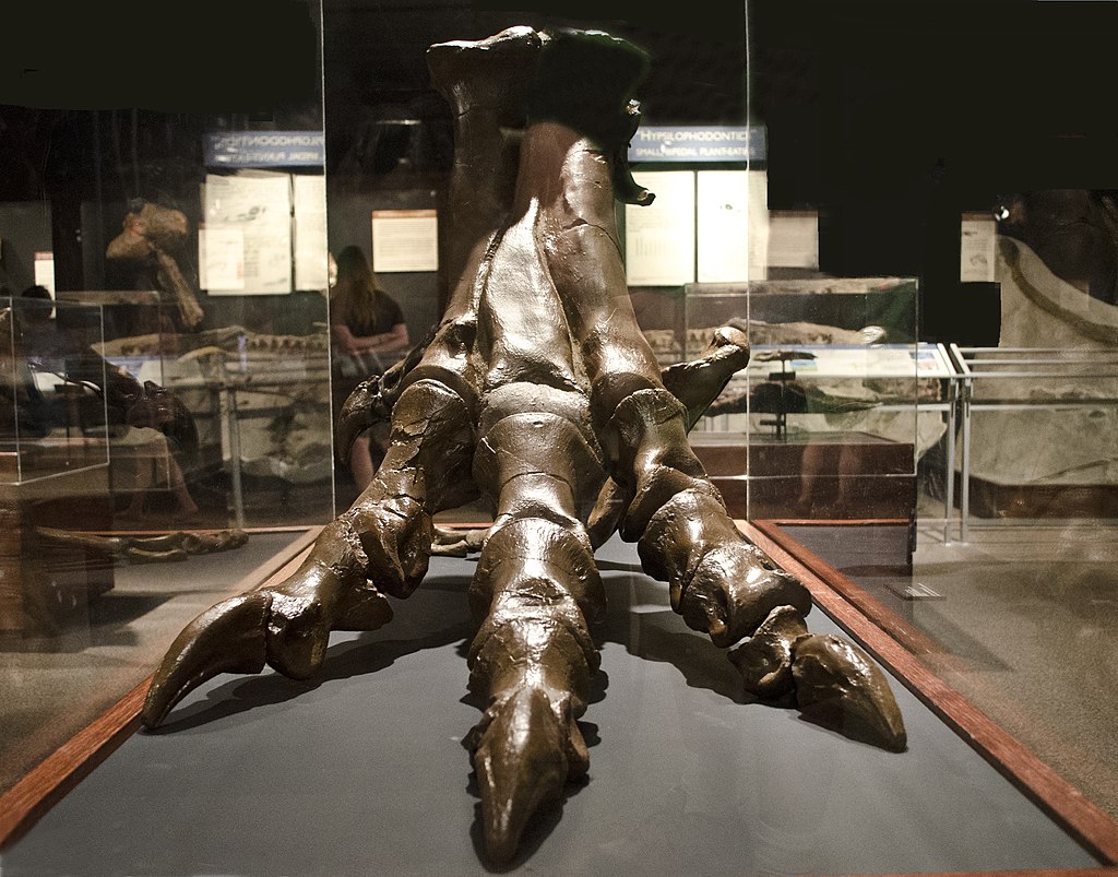 Tyrannosaurus rex foot on display at the Museum of the Rockies in Bozeman, Montana.