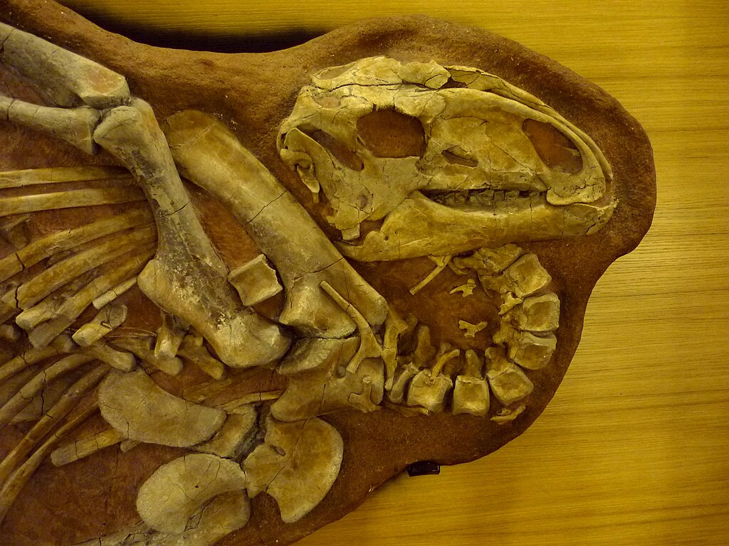 Tenontosaurus