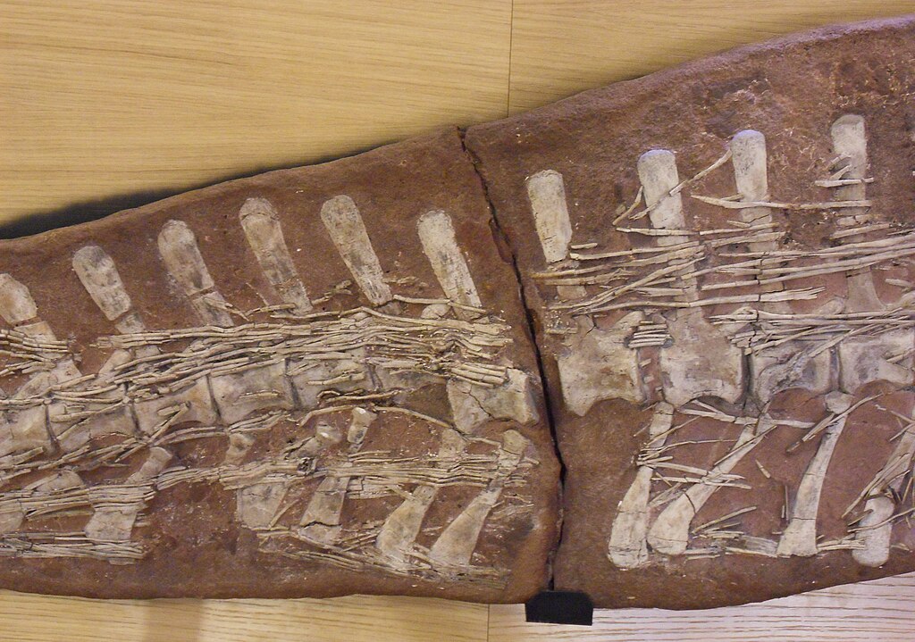 Tenontosaurus tail