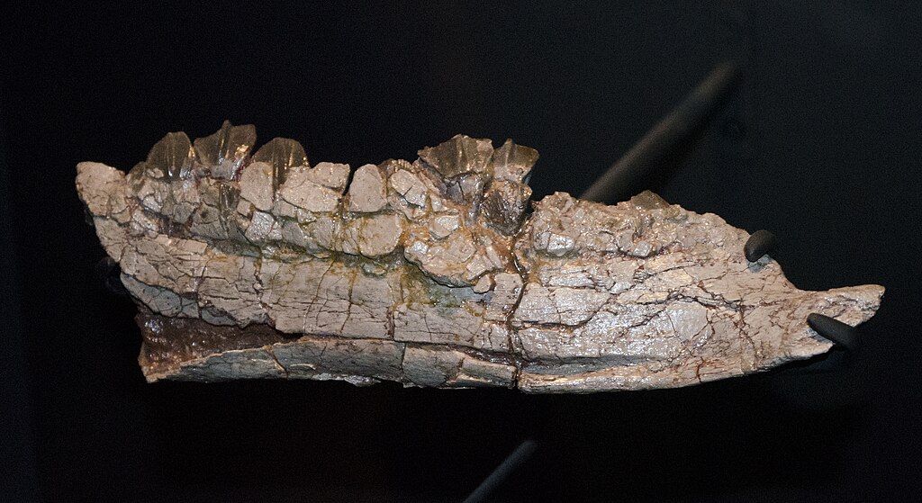 Tenontosaurus left mandible - Carbon County Montana - Museum of the Rockies