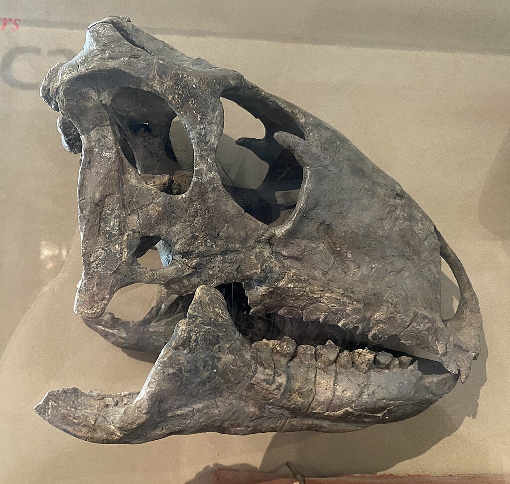 Tenontosaurus tilleti skull
