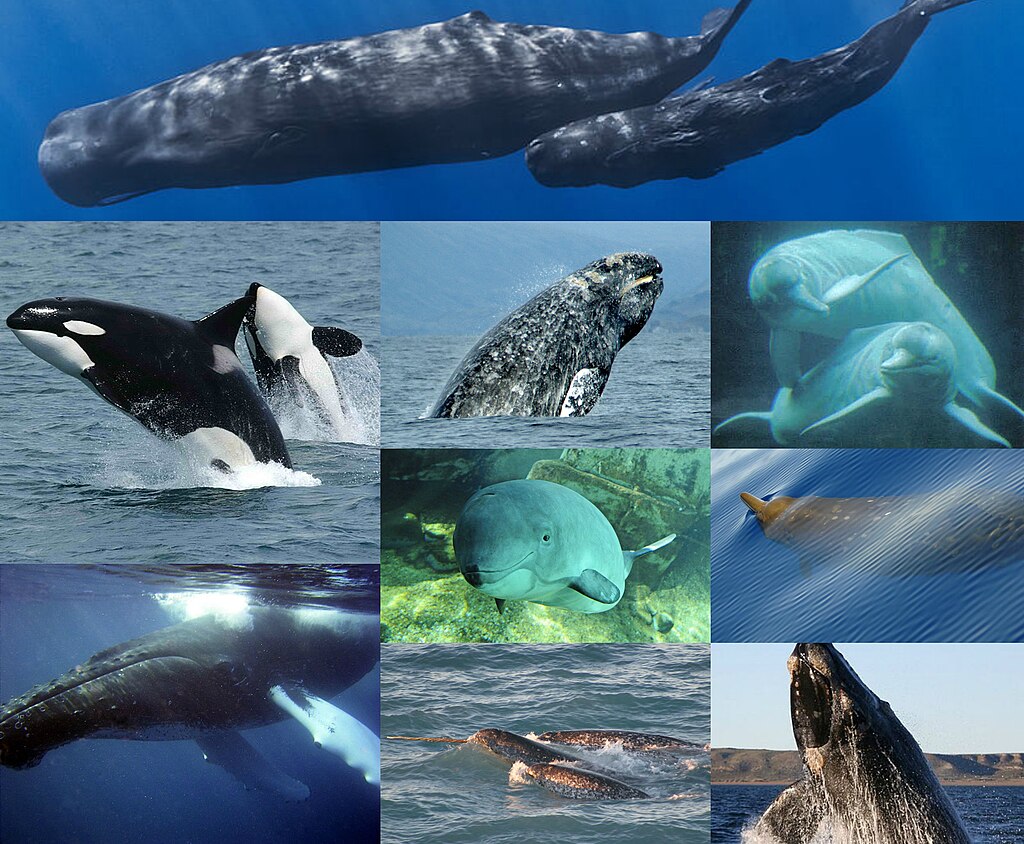 Montage of cetacean species