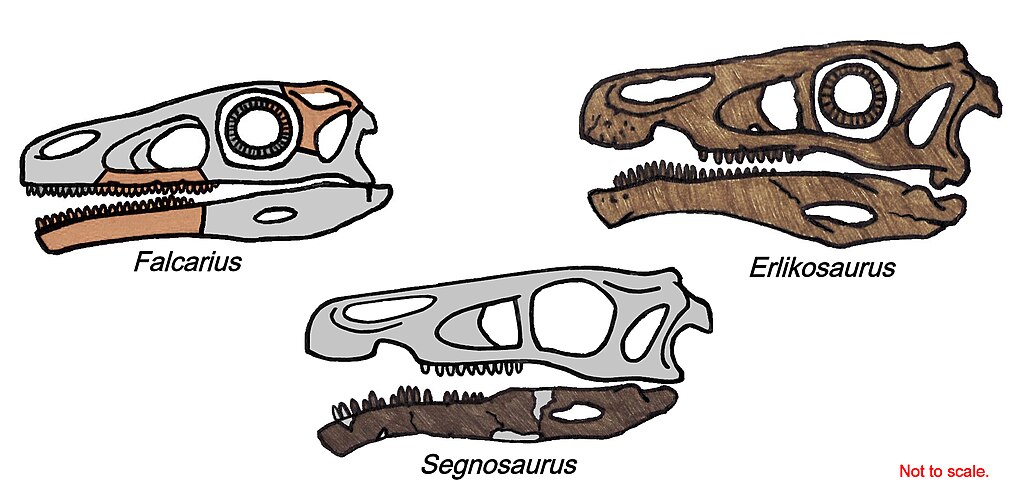 Skull remains of 3 different genera of the theropod dinosaur group Therizinosauroidea.