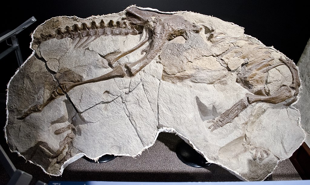 Thescelosaurus neglectus skeleton at the Museum of the Rockies in Bozeman, Montana. Found in Dawson County, Montana, it is the best hypsilophodontid fossil yet found, and the most complete.
