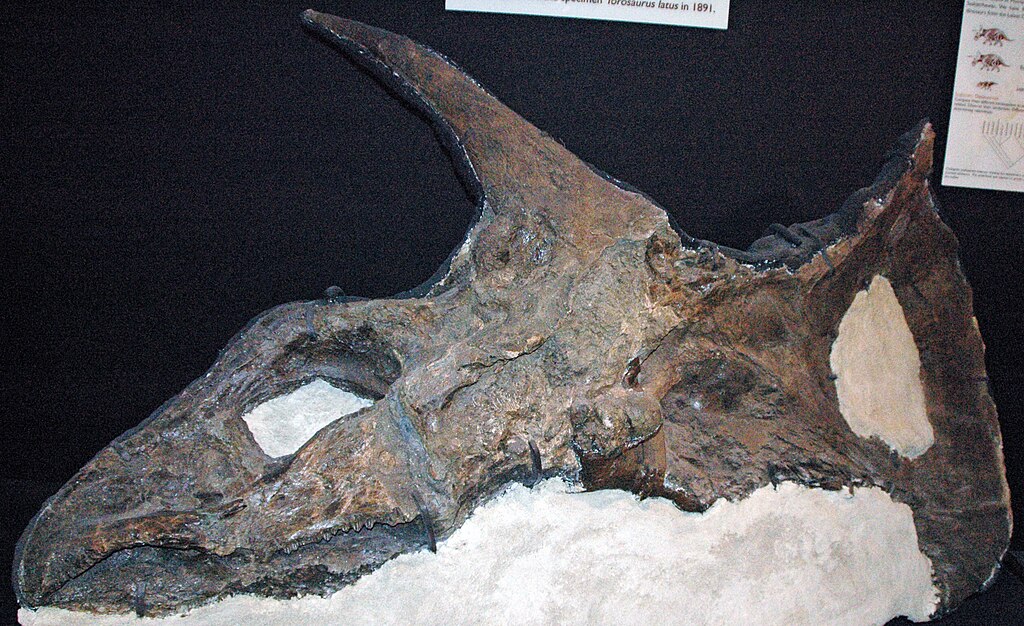 Torosaurus latus Marsh, 1891 - fossil ceratopsian dinosaur skull from the Cretaceous of Montana, USA.