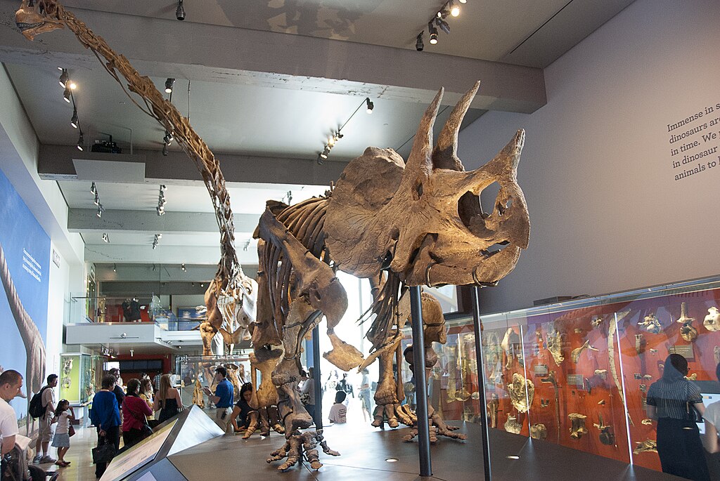 A large dinosaur skeleton, possibly a Triceratops, is displayed in a museum. Visitors admire it under bright lighting, creating an awe-inspiring atmosphere.